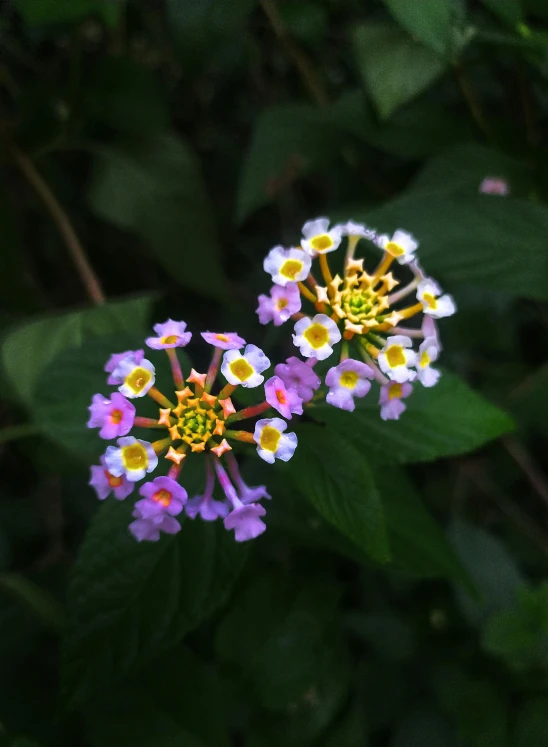 a close up of some purple and yellow flowers, a colorized photo, unsplash, small crown, in the jungle. bloom, symmetry!, in the evening