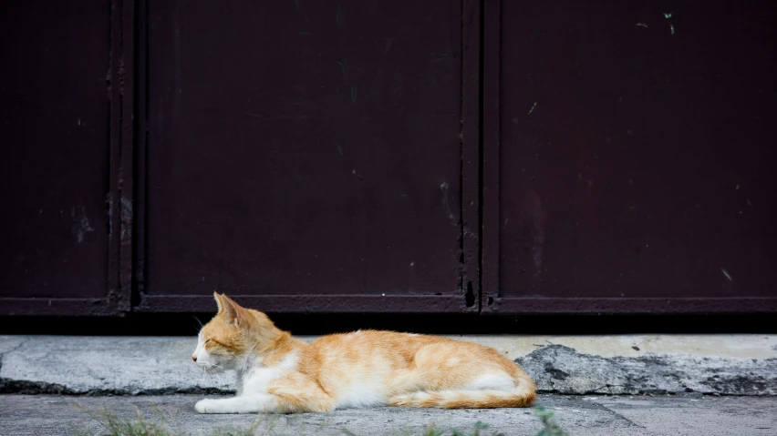 an orange and white cat laying on the ground, an album cover, by Julia Pishtar, unsplash, in front of a garage, malaysian, cats sleeping, getty images