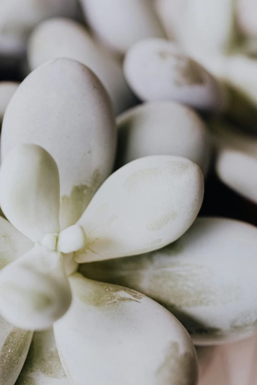 a close up of a white flower on a table, a macro photograph, by Emanuel de Witte, unsplash, coral-like pebbles, houseplants, white porcelain skin, seedlings