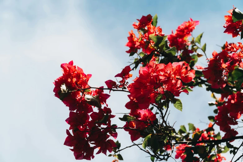 a bunch of red flowers sitting on top of a tree, pexels contest winner, bougainvillea, skies behind, jen atkin, 🌸 🌼 💮