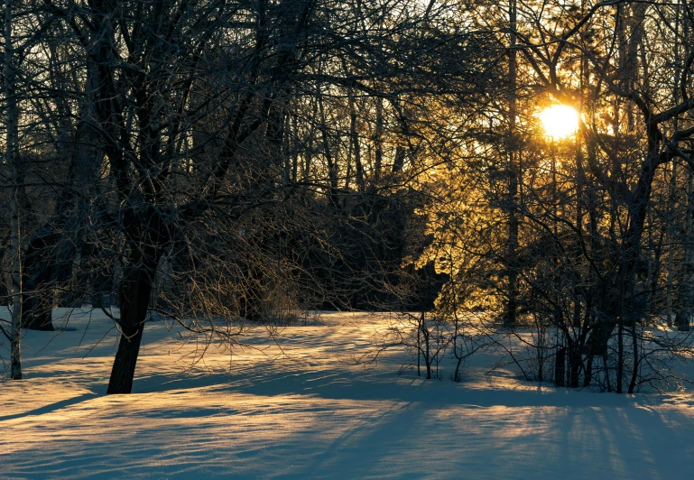 the sun is shining through the trees in the snow, a photo, pexels contest winner, visual art, golden hour 8k, late afternoon light, today\'s featured photograph 4k, from wheaton illinois