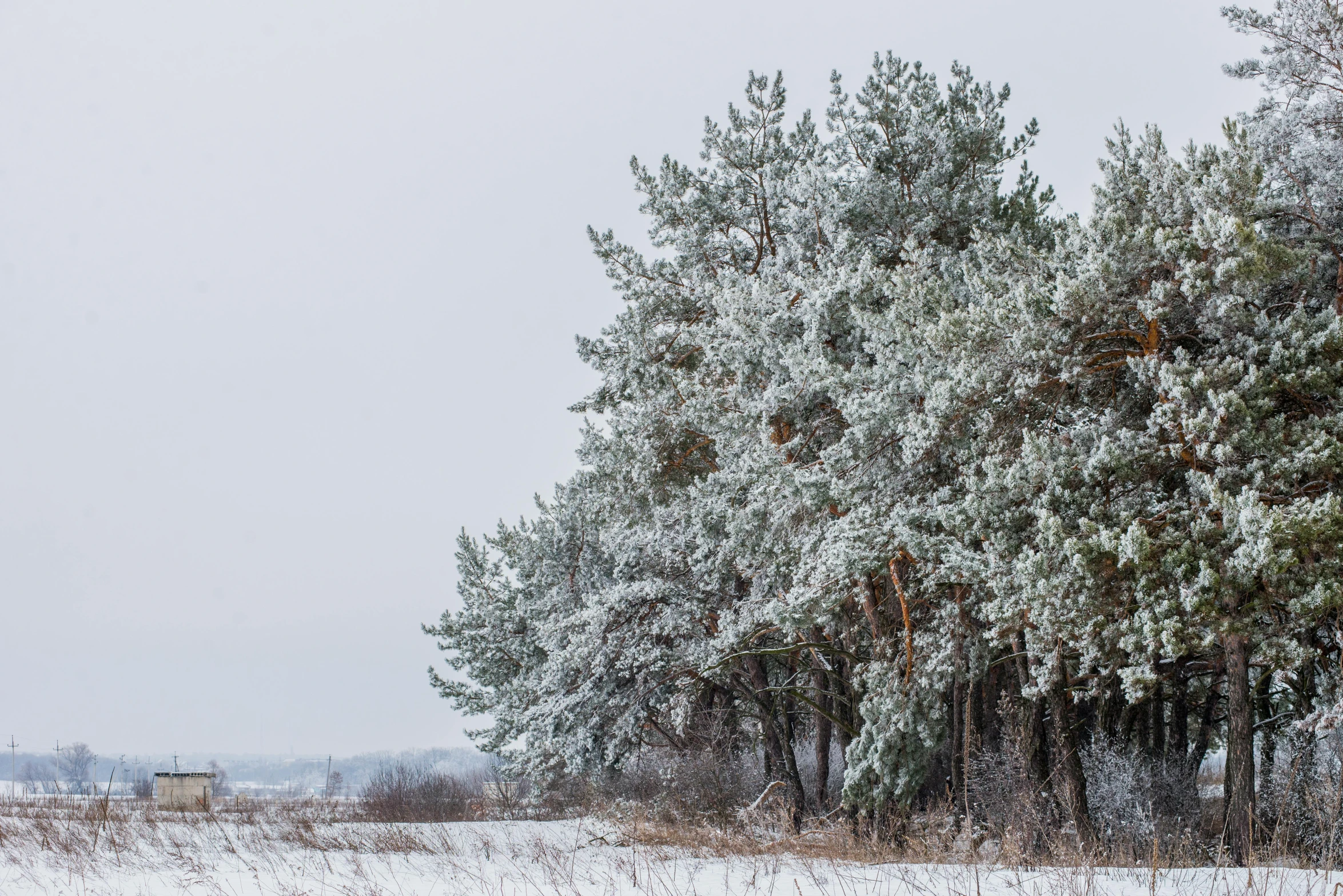 a red fire hydrant sitting in the middle of a snow covered field, a photo, inspired by Ivan Shishkin, pexels contest winner, forest. white trees, an enormous silver tree, panorama, fine art print