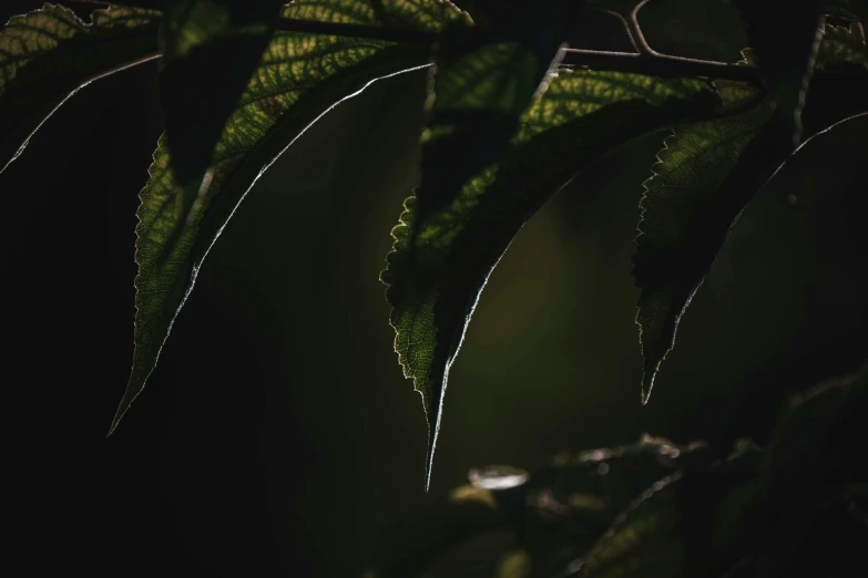 a close up of a leaf on a tree, inspired by Elsa Bleda, unsplash contest winner, australian tonalism, paul barson, jungle vines and fireflies, black and green, medium format. soft light