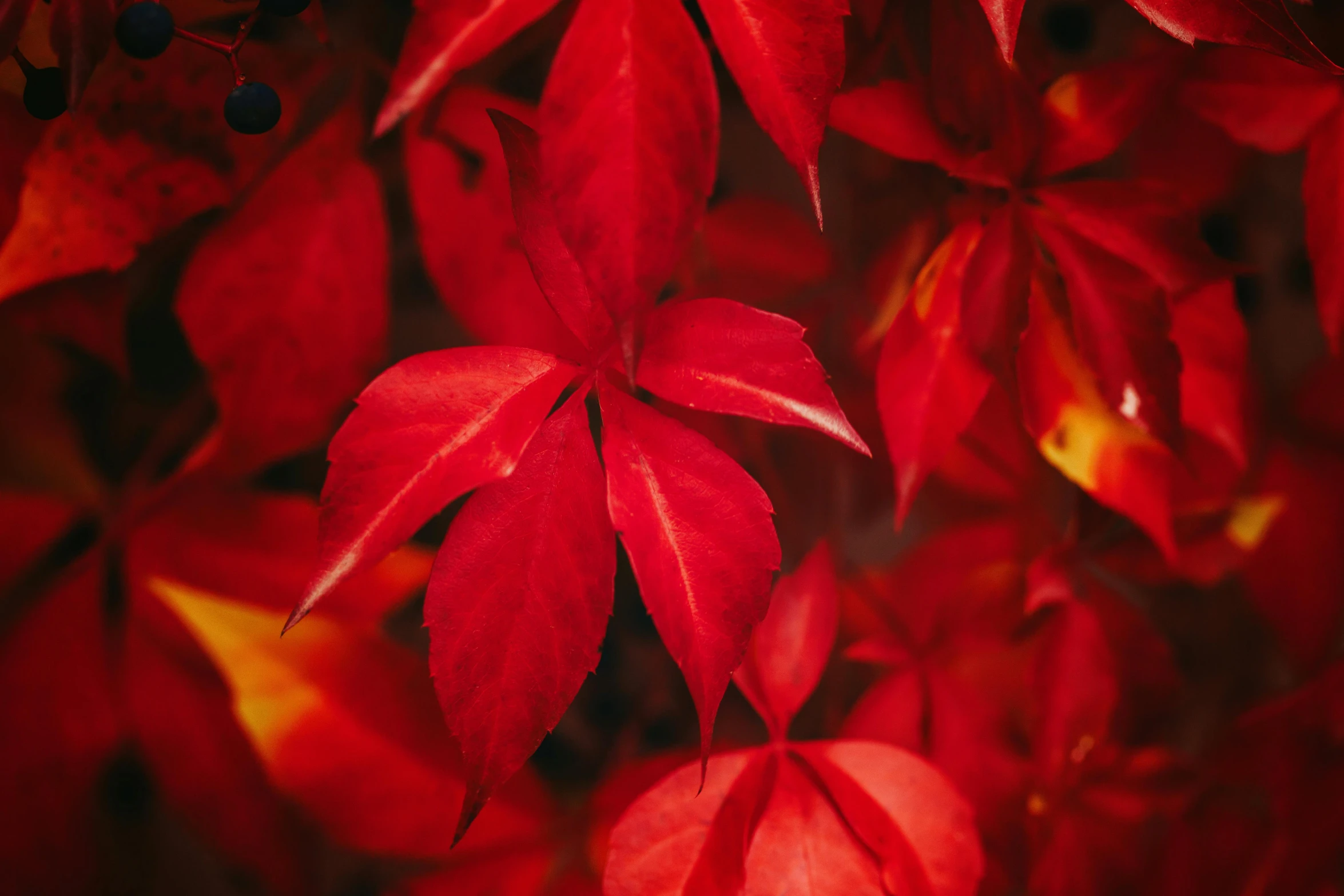 a close up of a bunch of red leaves, by Julia Pishtar, trending on pexels, fine art, 15081959 21121991 01012000 4k
