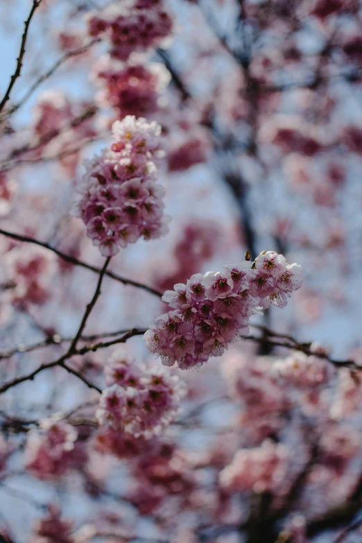 a bunch of pink flowers on a tree, inspired by Maruyama Ōkyo, trending on unsplash, happening, loosely cropped, rinko kawauchi, maroon, february)