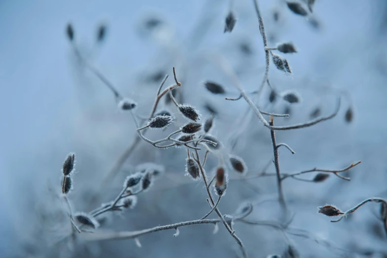 a close up of a plant with frost on it, inspired by Arthur Burdett Frost, unsplash contest winner, minimalism, soft grey and blue natural light, dried vines, swarming with insects, hyphae