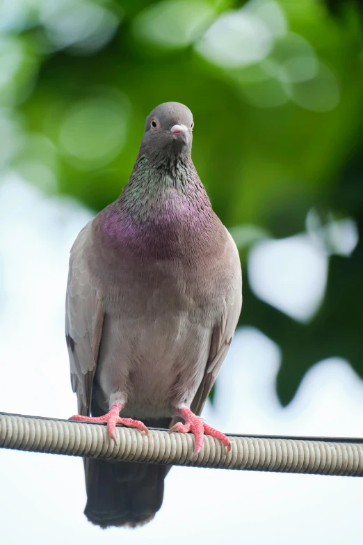 a pigeon sitting on top of a wire, long pointy pink nose, lush surroundings, purple. smooth shank, confident looking