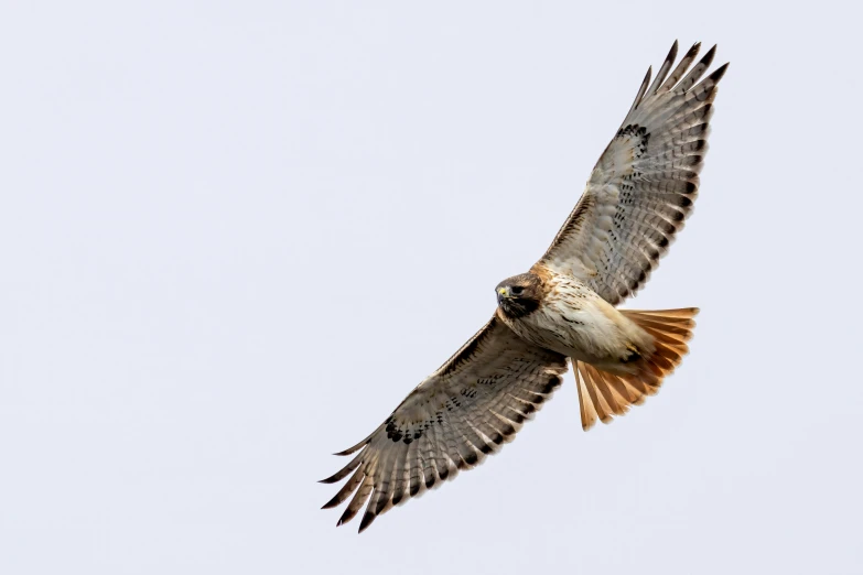 a bird that is flying in the sky, a portrait, by Neil Blevins, pexels contest winner, hurufiyya, brown tail, red wings, mead, wide wide shot