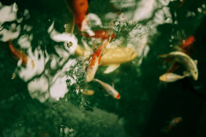 a group of koi fish swimming in a pond, inspired by Elsa Bleda, trending on unsplash, visual art, greenish expired film, 🦩🪐🐞👩🏻🦳, water particules, eating