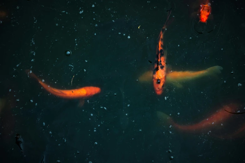 a group of koi fish swimming in a pond, an album cover, by Elsa Bleda, unsplash, surrealism, dark yellowish water, shot on sony a 7, scientific photo, low quality grainy