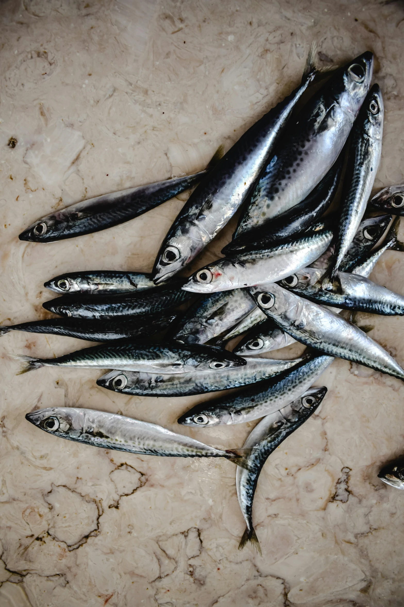 a bunch of small fish sitting on top of a table, by Carey Morris, trending on pexels, renaissance, mediterranean, sun overhead, indigo, on grey background