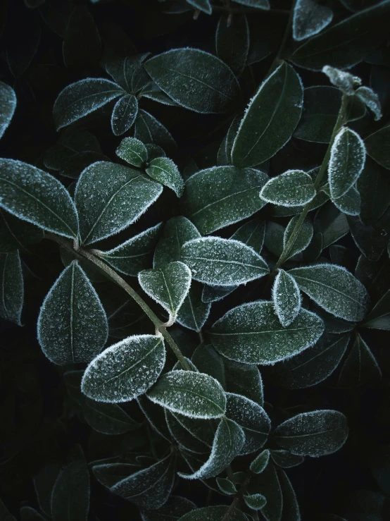 a close up of a plant with frost on it, trending on pexels, dark green leaves, multiple stories, silver mist, productphoto