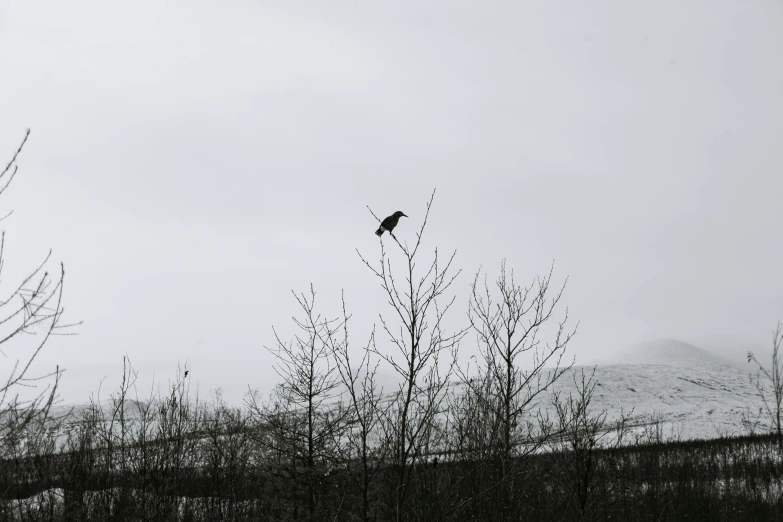 a black bird sitting on top of a tree, by Roar Kjernstad, pexels contest winner, hurufiyya, the sky is gray, outside winter landscape, various posed, slightly pixelated