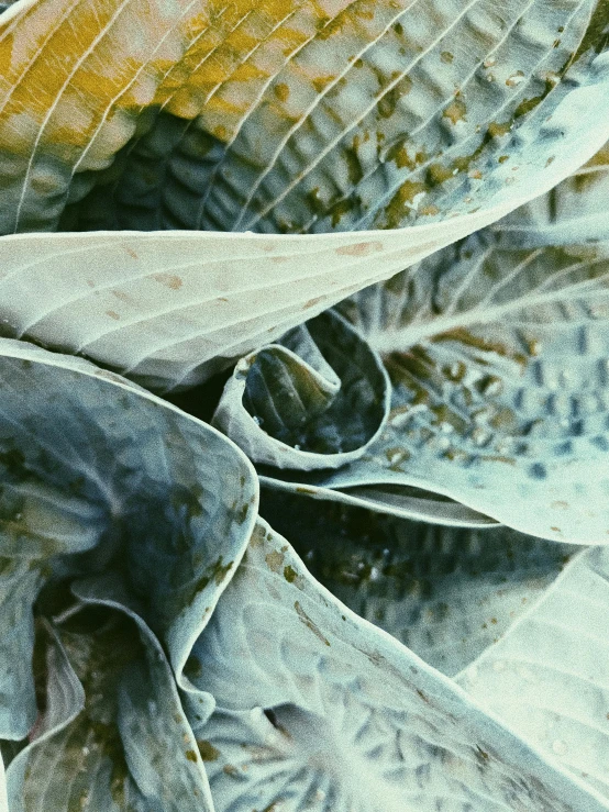 a close up of a plant with lots of leaves, a detailed painting, inspired by Kay Sage, photorealism, jelly - like texture. photograph, silver and muted colors, sharp irregular spiraling wings, later confirm hyperrealism