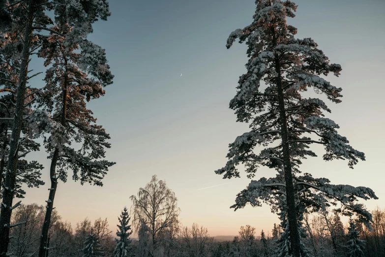 a couple of trees that are standing in the snow, inspired by Eero Järnefelt, unsplash contest winner, hurufiyya, at dusk at golden hour, forest and moon, wide high angle view, today\'s featured photograph 4k