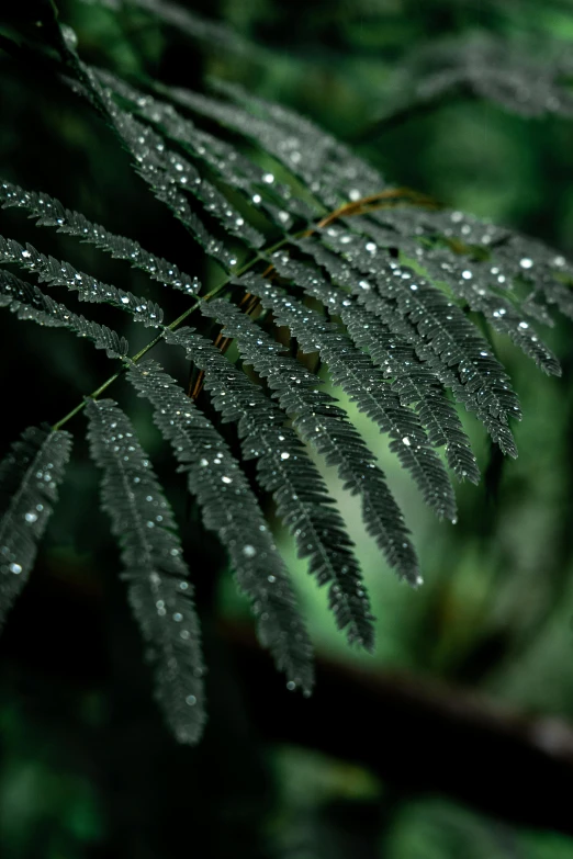 a close up of a plant with water droplets on it, pexels contest winner, hurufiyya, black fir, dark emerald mist colors, tree ferns, quixel megascans