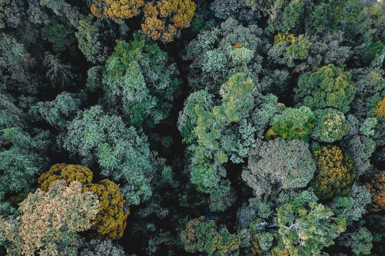 a forest filled with lots of green and brown trees, a screenshot, unsplash contest winner, hurufiyya, overhead birdseye view, ((trees)), malaysia jungle, instagram post