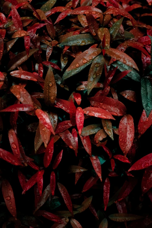 a fire hydrant sitting on top of a lush green bush, an album cover, by Elsa Bleda, trending on pexels, blood red leaves, detailed droplets, multi colored, close - up photograph