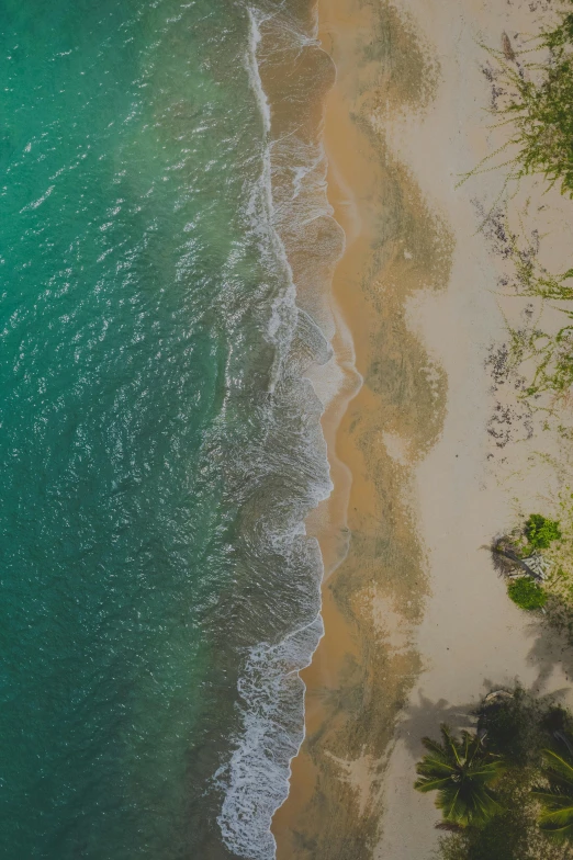 an aerial view of a beach and palm trees, pexels contest winner, shy looking down, shore, calmly conversing 8k, bali