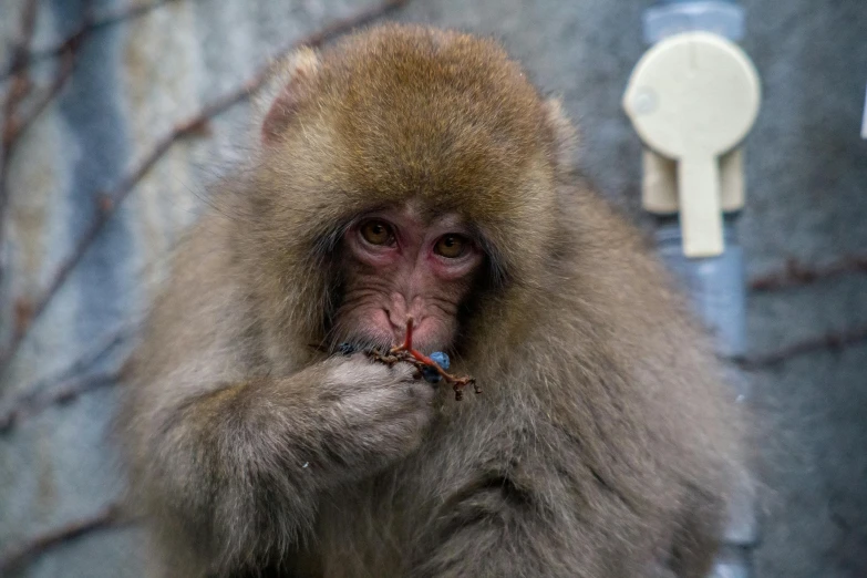 a close up of a monkey eating something, unsplash, sōsaku hanga, fan favorite, russian and japanese mix, 🦩🪐🐞👩🏻🦳, unhappy