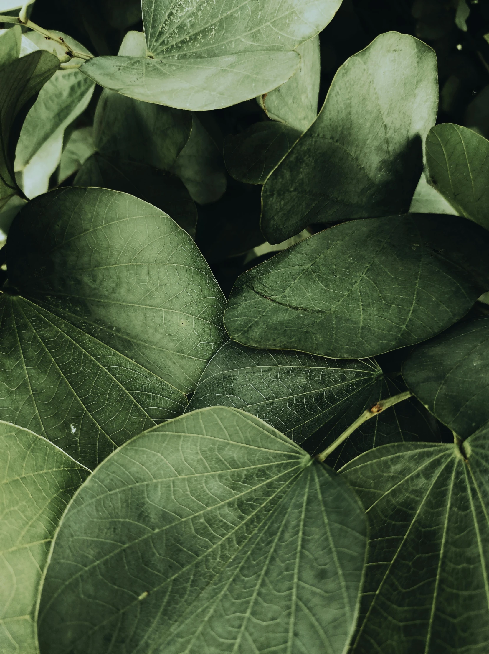 a close up of a bunch of green leaves, trending on unsplash, grey, low quality photo, made of flowers and leaves, media photo