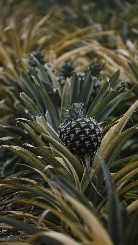 a bunch of pineapples growing in a field, by Dave Allsop, unsplash, paul barson, digital image, low detail, mystical kew gardens