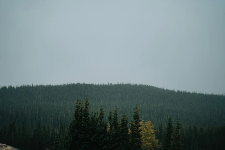 a person riding a snowboard on top of a snow covered slope, by Jessie Algie, trending on unsplash, postminimalism, dense coniferous forest. spiders, overcast sky, ((forest)), boreal forest