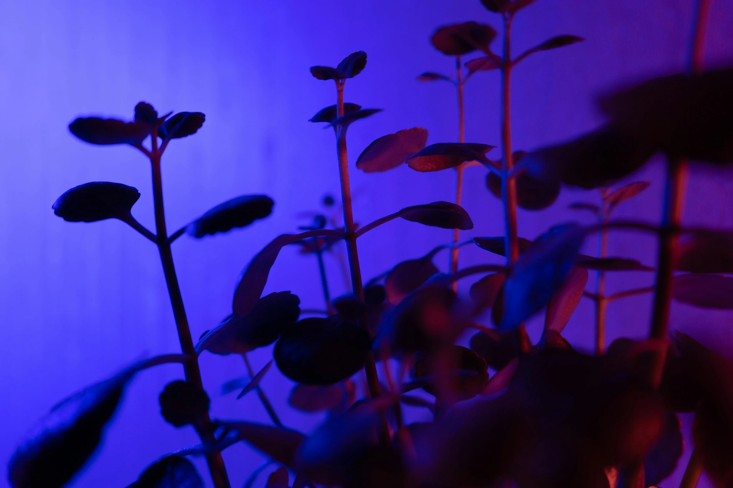a close up of a plant on a table, inspired by Bruce Munro, unsplash, conceptual art, blue and red lighting, blue and purple plants, low-angle shot, seedlings