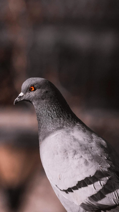 a close up of a pigeon with a blurry background, by Jan Tengnagel, blank, unsplash 4k, grey orange, shot on sony a 7