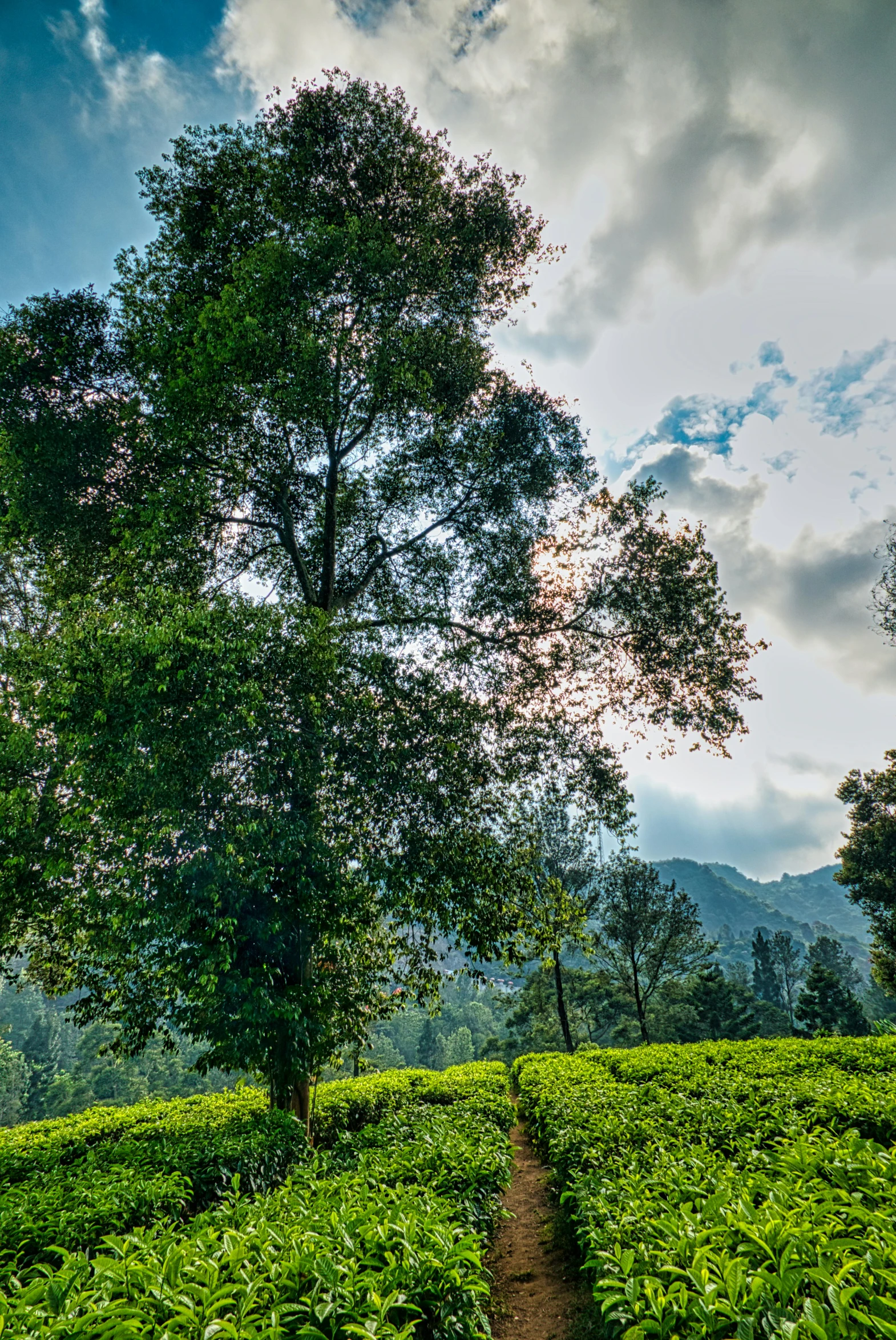 a path in the middle of a lush green field, hurufiyya, tea, massive trees with warm windows, on location