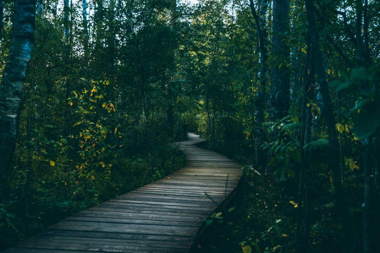 a wooden path in the middle of a forest, inspired by Elsa Bleda, unsplash contest winner, 2 5 6 x 2 5 6 pixels, dark green tones, college, multiple stories