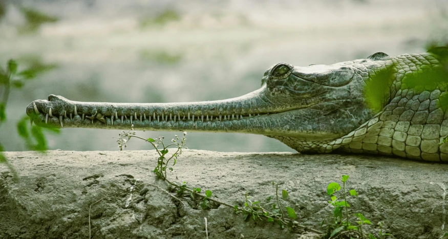 a crocodile laying on top of a rock next to a body of water, an album cover, pexels contest winner, sumatraism, still from nature documentary, ultra textured, on a riverbank, urban surroundings