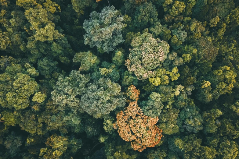 a group of trees in the middle of a forest, unsplash contest winner, helicopter view, lush botany, green and orange theme, sustainable materials