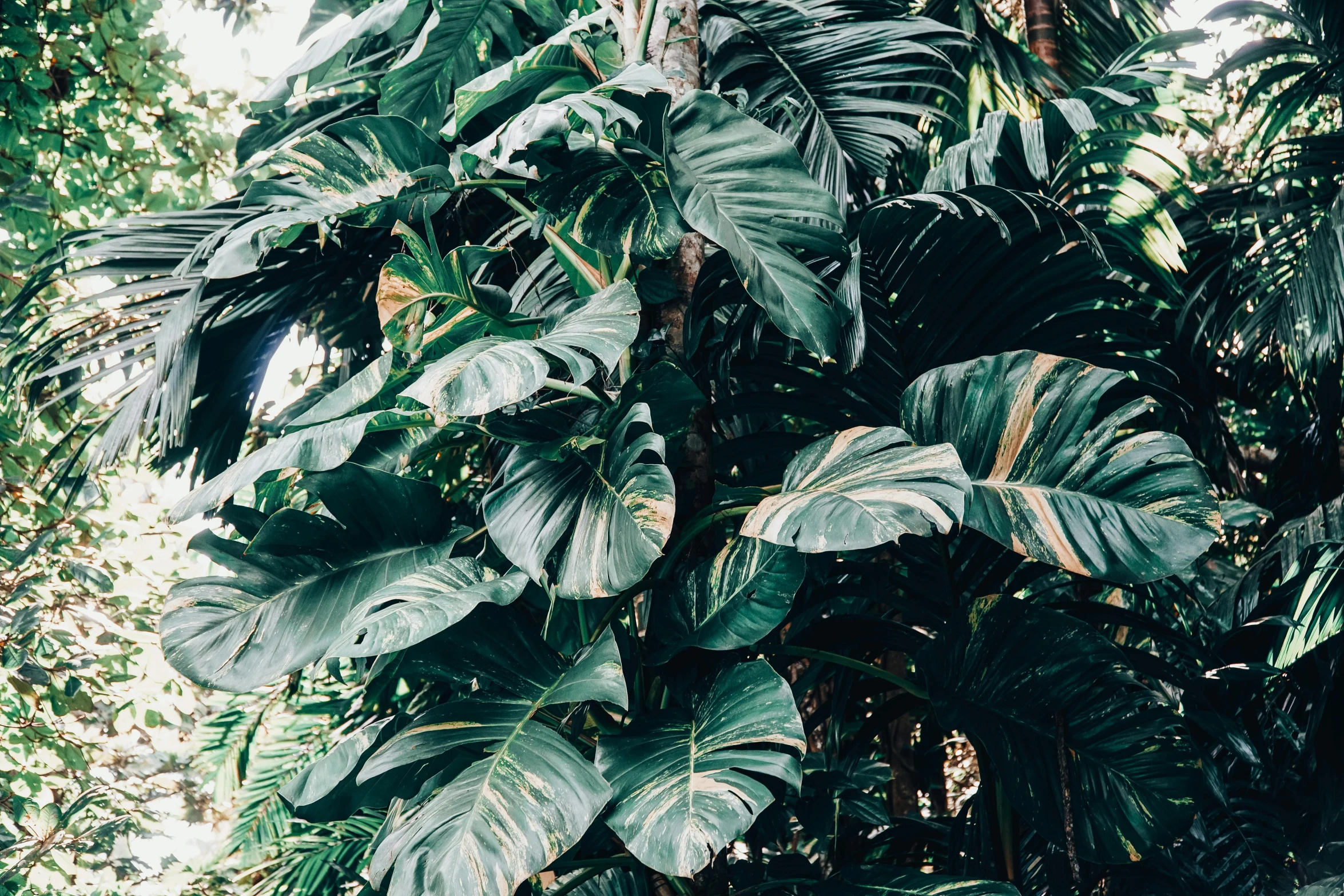 a large leafy plant in the middle of a forest, inspired by Elsa Bleda, trending on unsplash, maximalism, banana trees, 🦩🪐🐞👩🏻🦳, tropical houseplants, party in jungles