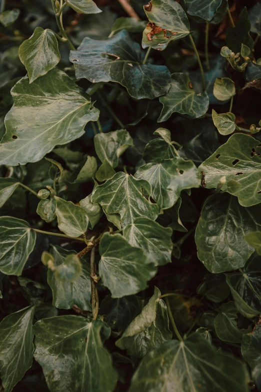 a close up of a plant with green leaves, trending on pexels, renaissance, vine covered, shot on hasselblad, sycamore, ignant