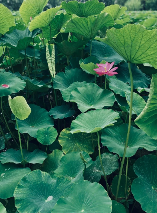 a field with lots of green leaves and a pink flower, an album cover, unsplash, sōsaku hanga, lily pad, annie lebowitz, tall plants, colour photograph