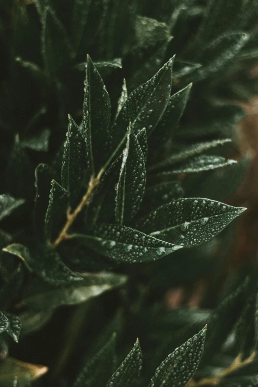 a close up of a plant with water droplets on it, inspired by Elsa Bleda, trending on pexels, photorealism, thick bushes, sage green, black fir, high angle shot