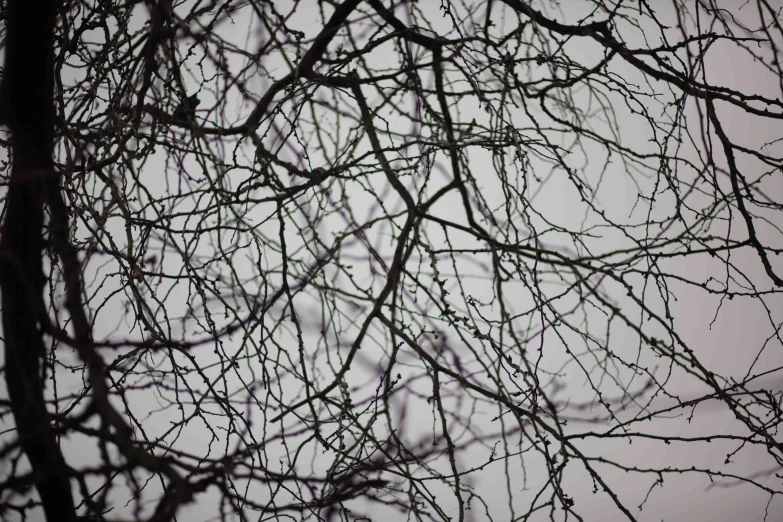 a bird sitting on top of a tree branch, a picture, inspired by Chiharu Shiota, unsplash, conceptual art, overcast bokeh - c 5, gothic aesthetic, purple trees, snowstorm ::5