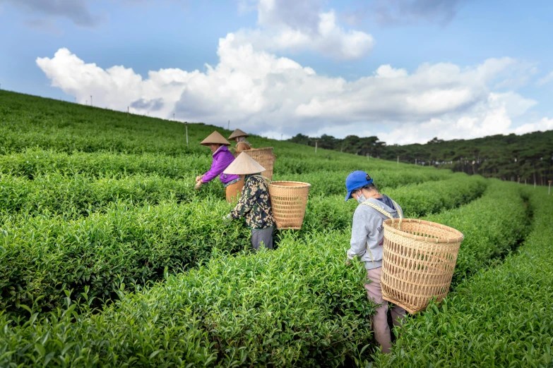 a group of women picking tea leaves in a field, by Meredith Dillman, pexels contest winner, 2 5 6 x 2 5 6 pixels, avatar image, gemma chen, carrying a tray