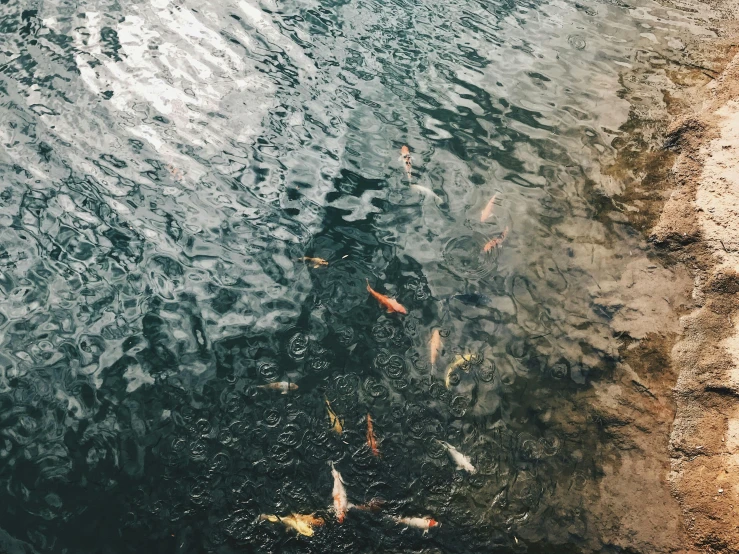 a group of fish swimming in a body of water, inspired by Elsa Bleda, trending on unsplash, wet pavement, rinko kawauchi, liminal space aesthetic, kyoto inspired