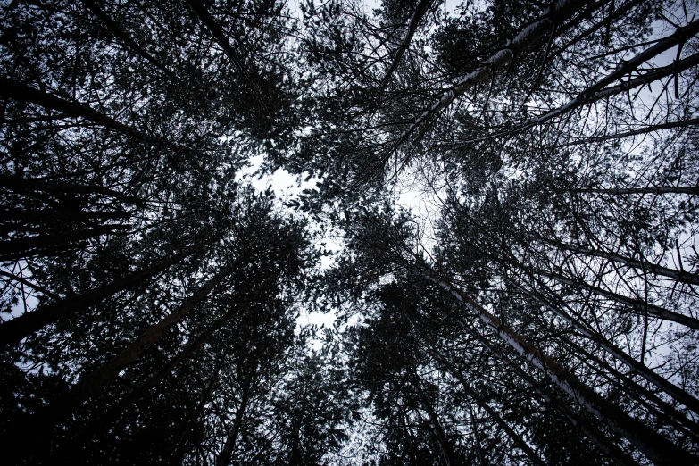 a forest filled with lots of tall trees, an album cover, by Jaakko Mattila, unsplash, minimalism, viewed from below, black, dark skies, ((trees))