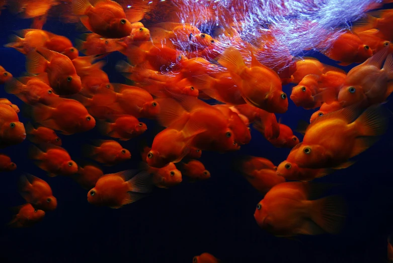 a large group of fish swimming next to each other, pexels contest winner, renaissance, red and orange colored, jingna zhang, demur, shot from cinematic