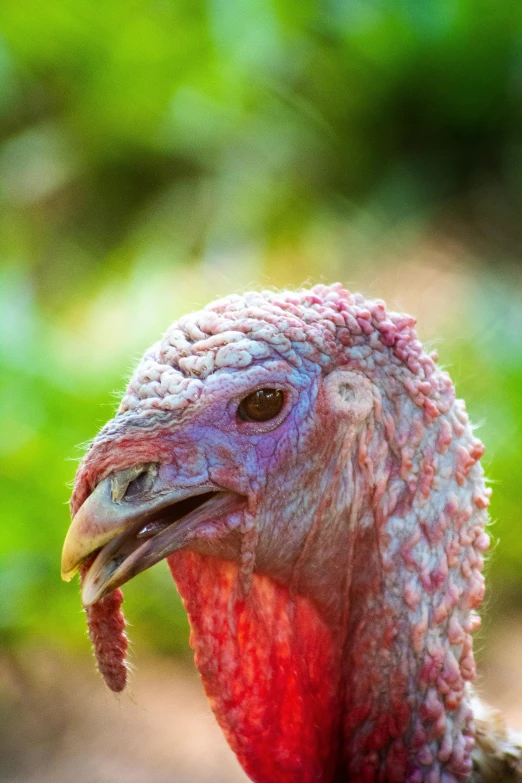 a close up of a turkey with a blurry background, a portrait, pexels contest winner, pink, slide show, malaysian, profile image
