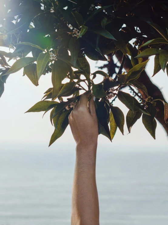 a person reaching up to a tree near the ocean, with fruit trees, profile image, sustainable materials, nature and floral aesthetics