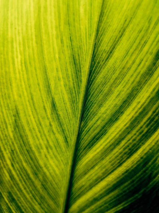 a close up view of a green leaf, by Jan Rustem, shades of yellow, biophilia mood, corn, texture quality high