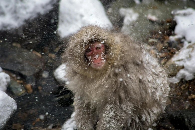 a monkey that is sitting in the snow, by Yasushi Sugiyama, pexels contest winner, bubbling skin, smokey, kimitake yoshioka, bubbly