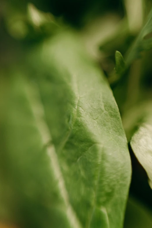 a close up of a leaf of a plant, by Jan Tengnagel, unsplash, renaissance, salad, soft light.4k, sage green, low detailed