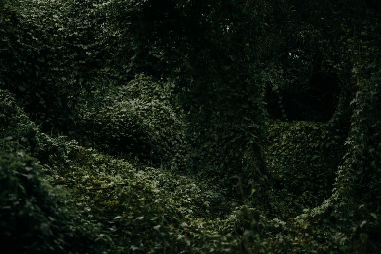 a man riding a horse through a lush green forest, an album cover, inspired by Elsa Bleda, australian tonalism, overgrown ivy plants, ignant, dark photo, hedge