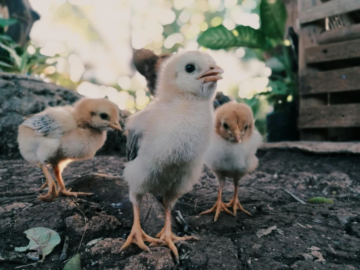 a group of small chickens standing on top of a pile of dirt, pexels contest winner, te pae, gif, young female, three animals