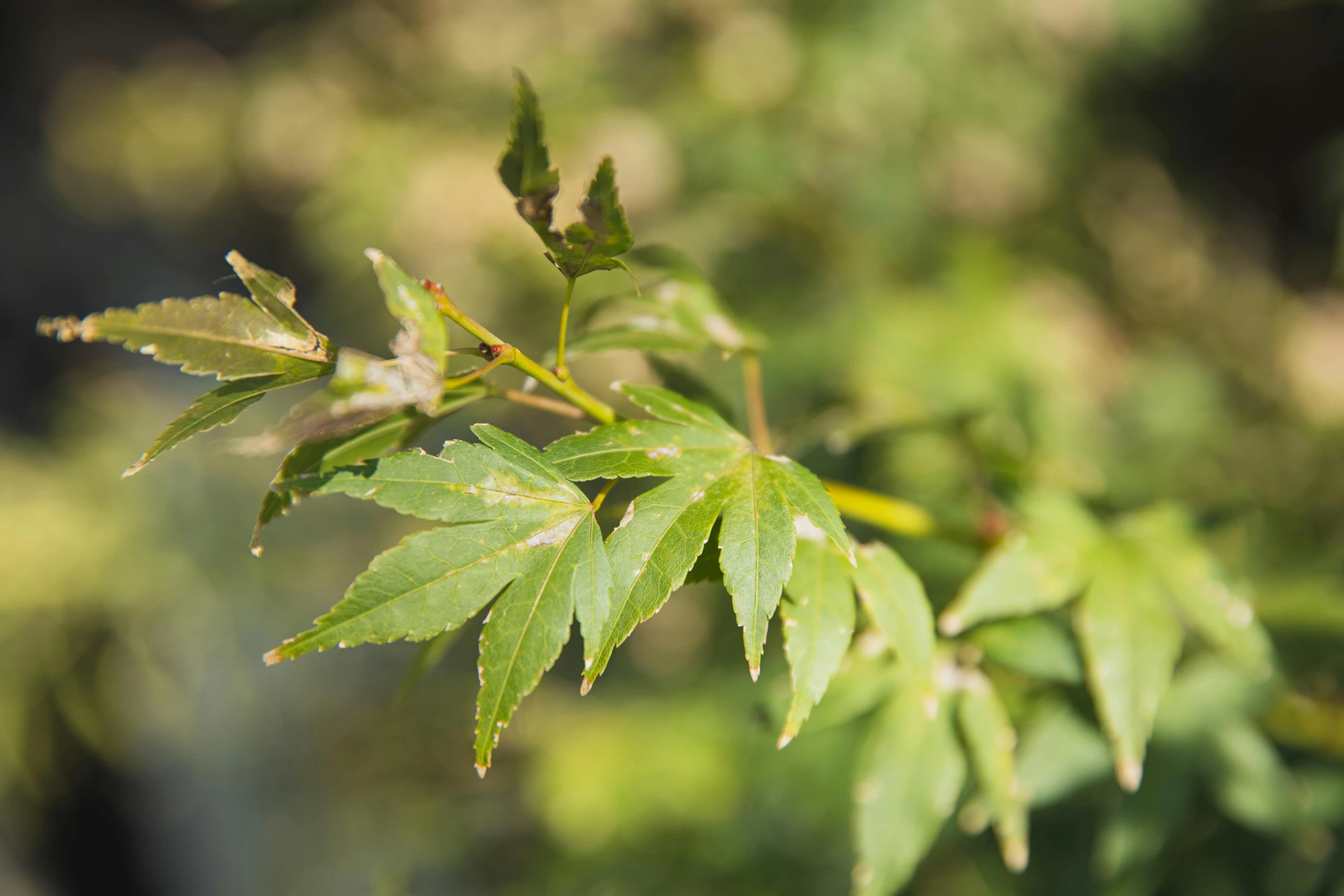 a close up of a leaf on a tree, inspired by Hasegawa Tōhaku, unsplash, hurufiyya, pale green background, japanese maples, thumbnail, no cropping